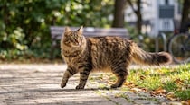 「英国でもっとも活動的な猫」は、月に33キロも歩く！　GPS追跡記録から、猫たちの移動距離が判明