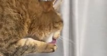 『毛づくろい中の猫』に舐めてもらおうと、そっと指を出したら…100点満点の『表情』に爆笑の声「ちょっと怒ってるｗ」「めっちゃ笑った」