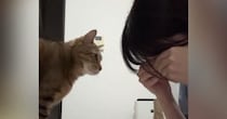 愛猫の前で『泣き真似』をしてみたら…思わず感動の『尊すぎる展開』が31万再生「なんて優しい子」「イケメンすぎる」と話題に
