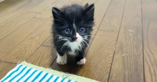 1匹だけ起きていた『甘えん坊の保護子猫』→抱っこしたら…5秒後の『まさかの展開』に癒される人が続出「安心したのかな」「可愛すぎるw」