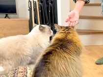 お客さんを出迎える２匹のネコ→あいさつをして…思わず微笑んでしまう『おもてなしの光景』が61万再生「なんていじらしい」「甘えん坊さん」