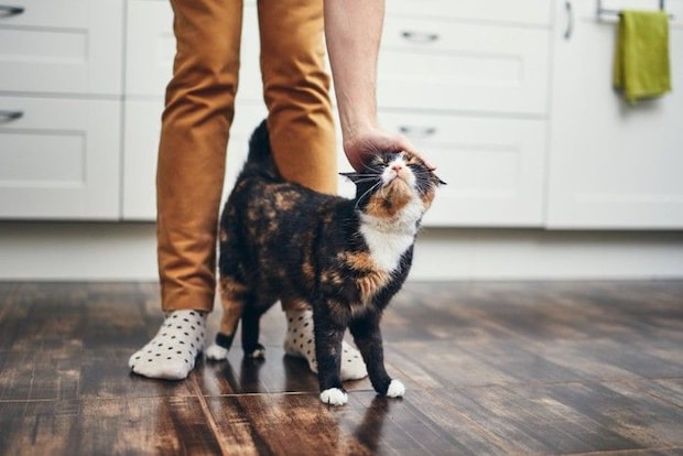 足元にすり寄る猫