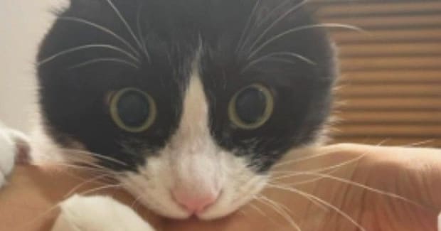 真剣な表情で『腕にしがみつく猫』を撮ったら…まるで演奏中のような『可愛すぎる光景』に7万いいね「持ち方がお上手」「ベテランの構えw」