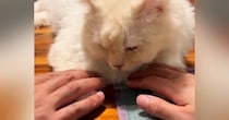 テーブルの上でくつろぐ猫→パパとママがおててに触れてみたら…とんでもなく可愛い『リアクション』が18万再生「羨ましい」「やってみよｗ」
