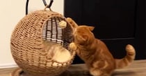 猫がキャットハウスの中でくつろぐと思ったら…まさかの『使い方』と『表情』に爆笑の声続出「ぷるぷるしてるｗ」「教えてあげたいｗｗ」