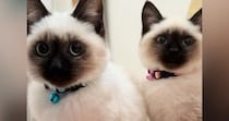 ママが起きるのを『じっと待っていた子猫たち』→布団をめくってあげると…尊い光景が119万再生「可愛すぎて涙が出る」「たまらんねｗ」