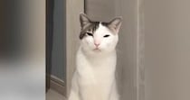 何かを伝えたい猫→飼い主をじっと見つめて…悶絶必至の『アピールの様子』が22万再生「自分の可愛さをわかってるｗ」「胸キュン」