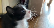 目をまん丸にして『見上げる子猫』→視線の先にいたのは……可愛すぎる瞬間に２万いいね「ムチムチとパヤパヤの共演」「怪獣だねｗ」と反響
