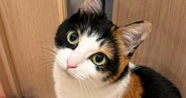 ドアの向こうに行きたい猫→『足元』を見てみると…まさかの『アピール方法』に「なんてかしこい」「可愛いね」と1万8000いいね