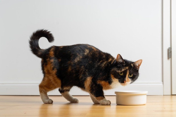 餌を食べようとしているサビ猫