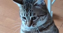 『猫が立った』と思ったら→次の瞬間……まさかの『奇跡的な光景』に15万いいね「すごい進化してるｗ」「やっぱり人が入ってるんだ」と話題