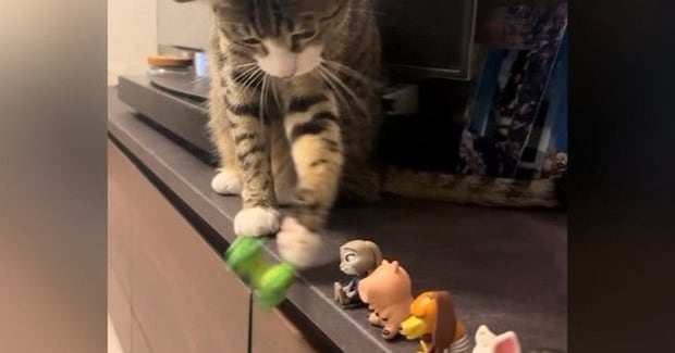 いつもフィギュアを落としていく猫→テープを貼って『対策』してみたら…可愛すぎる反応が15万再生「しっぽに笑った」「物わかり良すぎ」