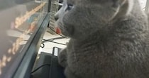 パソコンを使っているパパ→猫が、モニターの目の前で…思わず笑ってしまう『妨害行為』が11万再生「猫すぎて愛が止まらん」「ド近眼説」