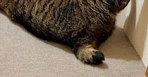 ゆったりと床で寝転んでいた猫→背後から見たら…美味しそうな『形』に爆笑の声「かぶりついちゃうｗ」「ビールに合いそう」と１万いいね