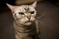 猫が『飼い主のイメチェン』で見せる反応5選　別人だと思ってる？安心させてあげる方法まで