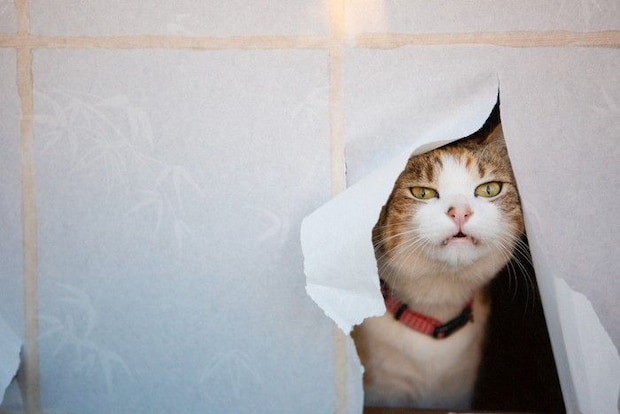 障子の穴から顔を覗かせる猫