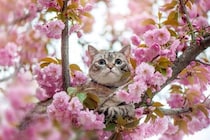 猫はなぜ『ネコ』と呼ばれるようになったの？　考えられている3つの説や語源をご紹介
