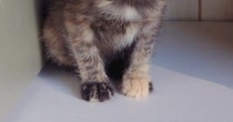 動物病院に『保護した子猫』を連れて行ったら…思わず笑ってしまう『先生が放った一言』に２万いいね「間違いないｗｗ」「いい先生だねｗ」