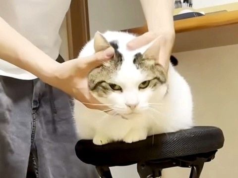 男の子に顔をこねられるネコ→嫌がる様子はなくて…想像以上に『ほほえましい光景』に反響「なんでこんなにされるがまま」「気持ちよさそう」