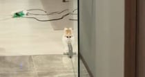 子猫の姿が『ガラス戸に反射』→だんだんと変化していって…『衝撃の光景』が201万再生「外で見たらダメなやつｗ」「エイリアンウサギ」
