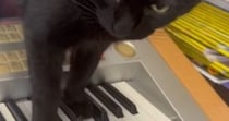 エレクトーンの練習中、黒猫が『鍵盤に乗ってきた』結果…まさかの展開が60万再生「怖すぎてやばいｗ」「自分のBGM作ってるのかな」
