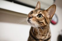 猫が尿を飛ばす『スプレー行為』をする理由3つ　どんな意味があるの？ニオイ対策や予防法まで