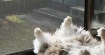窓辺でくつろぐ元野良猫→あまりにも『大胆な日向ぼっこ』に爆笑の声続出「絶対笑ってまうｗ」「ぬいぐるみの天日干しｗ」と17万再生