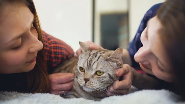 『怒らない猫』が隠しているホンネ4つ 実際はどう思っているの?飼い主が気を付けたいことまで