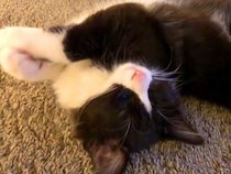 保護から40日目の子猫→寝ている姿を見てみると…もはや芸術的な『ほほえましい光景』に「心を許した状態」「なんて可愛い寝顔」と絶賛