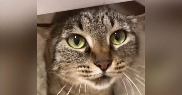 撫でられ好きの『甘えん坊な猫』→机の下にいると思ったら…たまらなく可愛い行動に悶絶の声「心臓止まった」「ため息が出た」と32万再生
