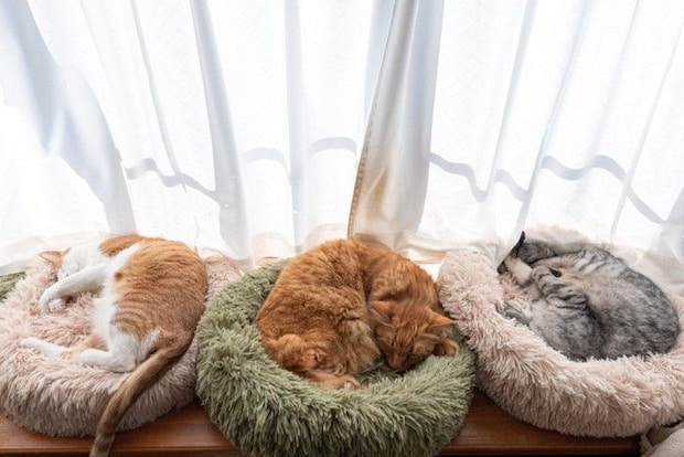 窓辺で眠る3匹の猫