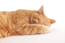 猫が『顔を手で隠して寝る』ときの理由4つ　寝心地が悪いサイン？環境改善の必要性まで