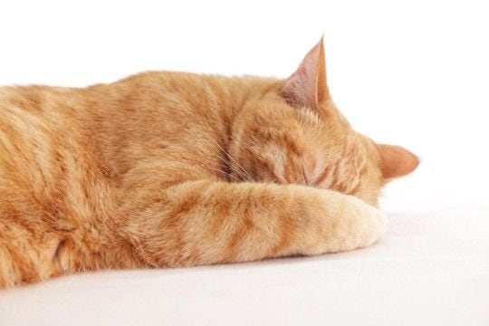 猫が『顔を手で隠して寝る』ときの理由4つ　寝心地が悪いサイン？環境改善の必要性まで