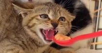 『威嚇する保護子猫』に『おやつ』を差し出した結果…直後の『可愛すぎる光景』が297万再生「知ってしまったｗ」「耳の変化がおもろいｗ」
