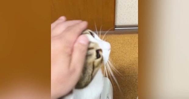 猫をなでていると、『もう1匹の猫』が近づいてきて…可愛すぎる『アピールの瞬間』に「仕草がたまらない」「ヤキモチ焼くよね」と反響
