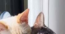 『窓辺のハンモック』を見たら、仲良しすぎる『２匹の猫』が…笑ってしまう光景が69万再生「付き合ってるの？」「イチャイチャすなｗ」