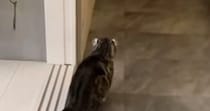 帰宅した飼い主に『気づかない猫』→背後からこっそり近づいた結果…笑ってしまう瞬間が71万再生「ビクってなったｗ」「可愛すぎる」