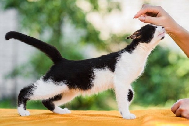 ごきげんな猫