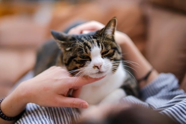 猫とのスキンシップ