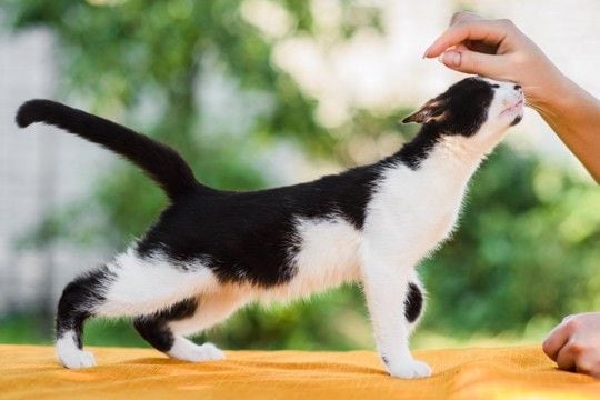 猫の『しっぽ』に表れる5つの心理 気持ちを読み解くコツから上手な接し方まで