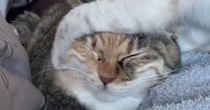 子猫にしつこく絡まれる先輩猫→『我慢の限界』に達した結果…衝撃の光景が89万再生「爆発してて笑ったｗ」「パワーがすごいｗ」と爆笑の声