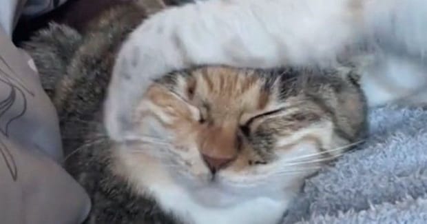 子猫にしつこく絡まれる先輩猫→『我慢の限界』に達した結果…衝撃の光景が89万再生「爆発してて笑ったｗ」「パワーがすごいｗ」と爆笑の声