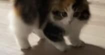 パヤパヤ子猫を撮影していると→突然背中を丸めだして…尊すぎる『やんのかステップの瞬間』が54万再生「心臓止まるかと思った」「過去一」