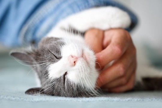 猫があなたに与えてくれる『良い影響』4選 心も体も丈夫になる?幸福度が高まる理由とは
