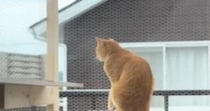 テラスでお留守番していた猫→背後まで来ていた『飼い主』に気づいた瞬間…尊すぎる光景が391万再生「早く帰りたくなるねｗ」「感動した」