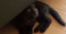 ソファの下にいた『生後1か月の子猫』→まるで忍者のような『可愛すぎる走り方』に「おもしろすぎ～」「修行中かなｗ」と癒される人が続出