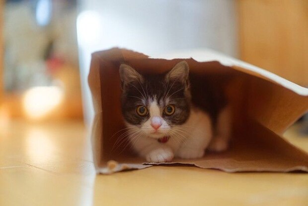 紙袋の中にいるハチワレの子猫