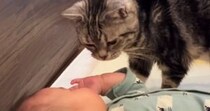 赤ちゃんに近づいてきた『おじいちゃん猫』を見ていると…ほっこりする光景に「なんて可愛いふたりなの」「ちゃんとわかってらっしゃる」の声