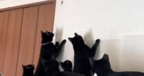 たくさんの猫がいる家に『クモ』が現れた結果…『想像を超える光景』に笑う人が続出「入る家間違えたｗ」「運が悪すぎるｗ」と反響