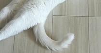 部屋の隅で体をまっすぐ伸ばして『くつろいでいた白猫』…綺麗すぎる『形』に２万いいね「素晴らしい」「ねこの長さを求めよ」と反響